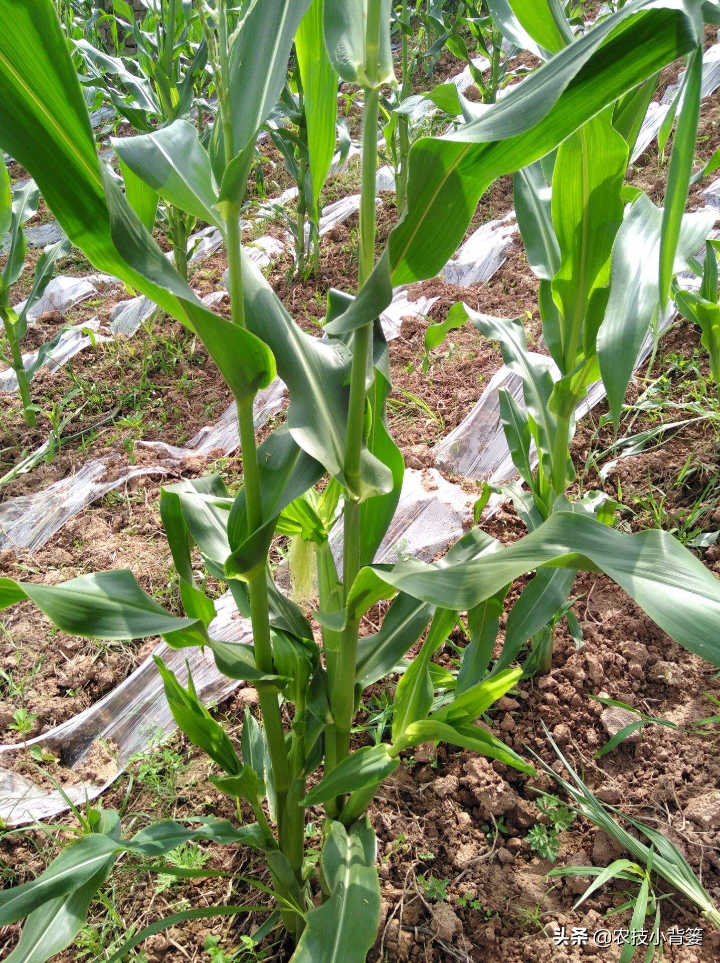 粘玉米叉子掰了好还是不掰好,玉米长叉用掰吗