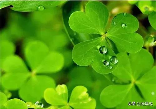 立夏时节万物茂繁下一句,春夏是阳气生发万物生长的季节