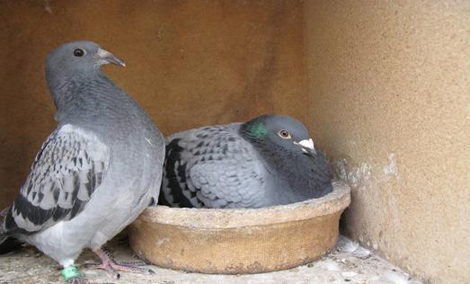 鸽子有了毛滴虫,使用化药易反复有耐药性怎么办?