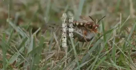 关于立秋的重要事,立秋关于立秋你知道多少