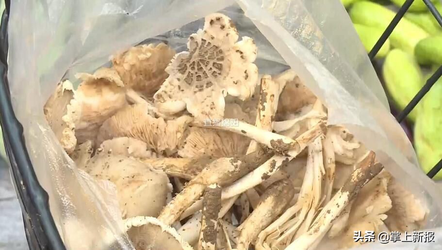 野生毒蘑菇销毁,野生蘑菇当地市场监管部门销毁
