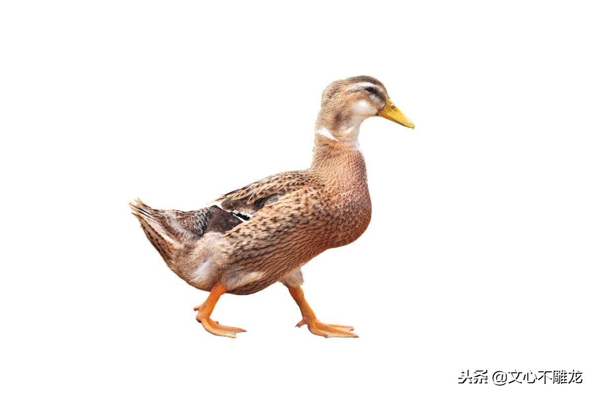 浙江菜笋干老鸭汤,好吃的笋干老鸭煲