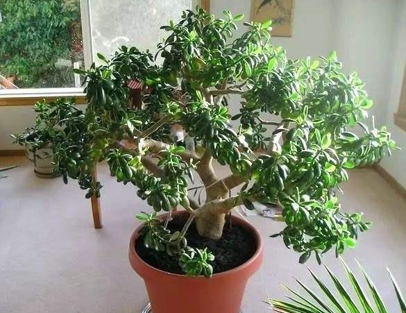 这4种花最好别养在室内,室内最好养的2种花