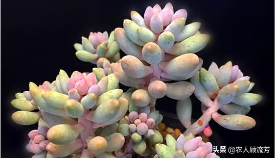 类似婴儿手指的多肉,跟婴儿手指类似的多肉品种