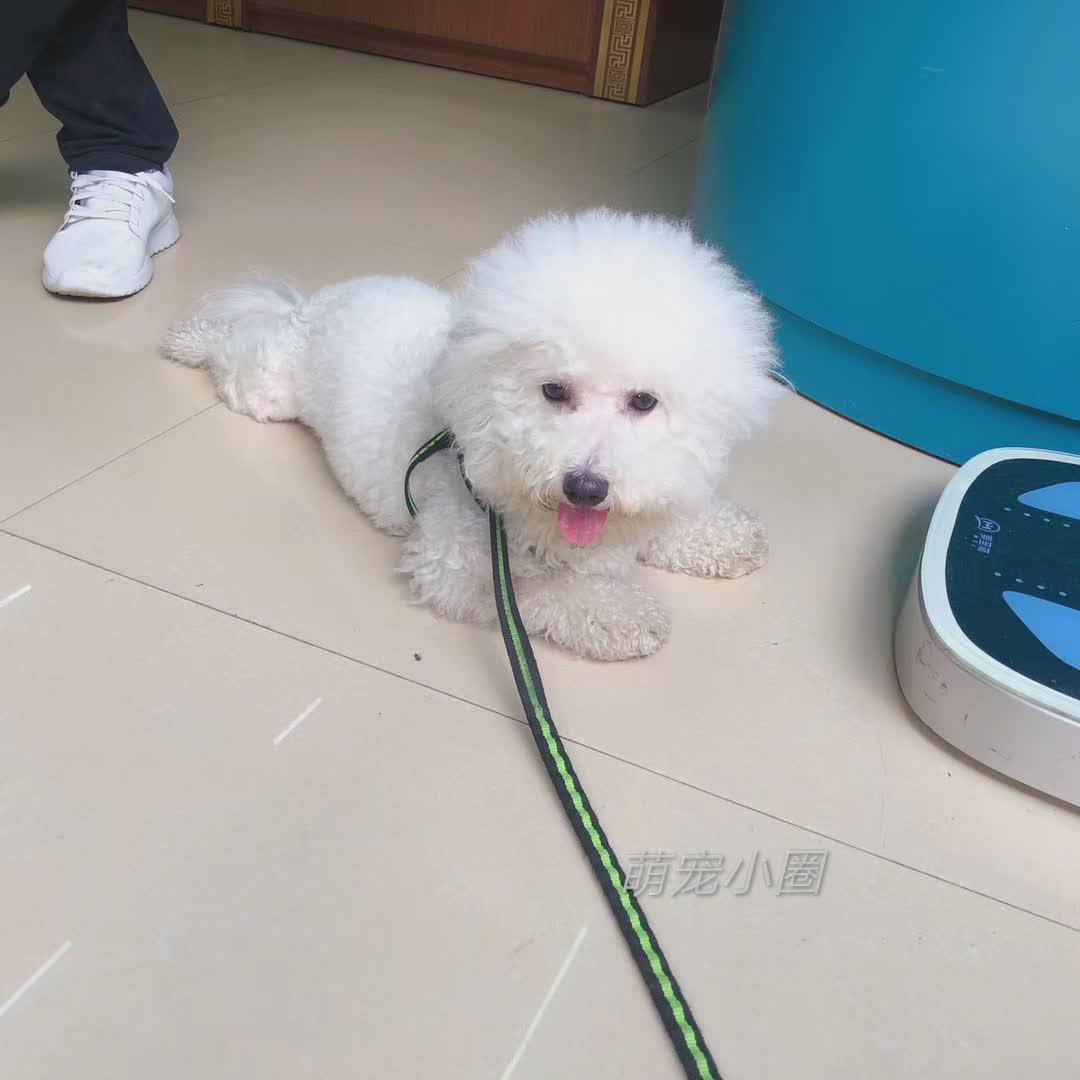 带比熊去做美容，它死活不肯给剪毛发，了解原因后，我被感动哭了