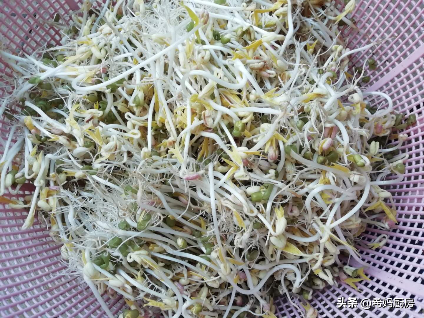 用绿豆泡豆芽七天过程,泡发绿豆怎么做好吃又简单