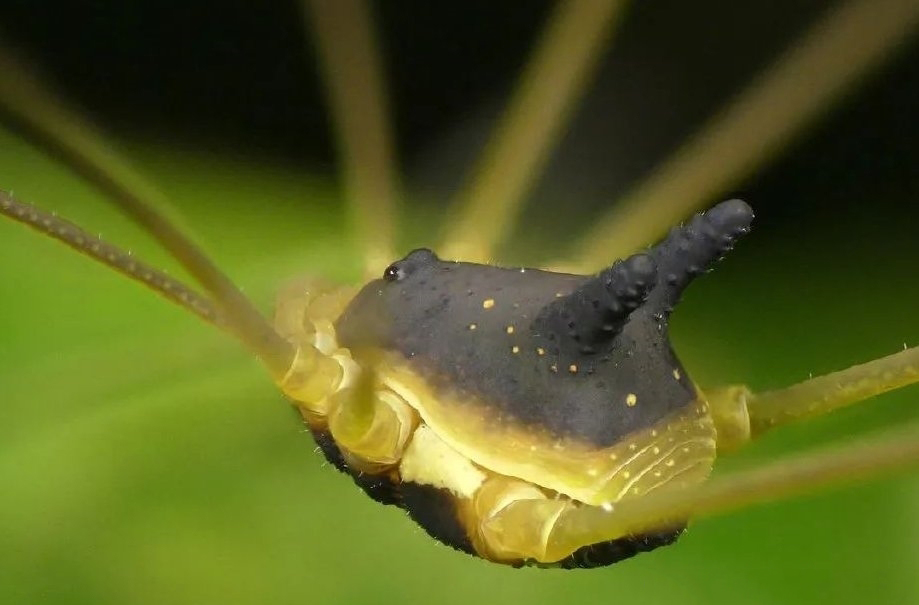 黑兔蜘蛛的视频,黑兔蜘蛛长相图