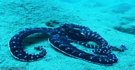 为什么把章鱼称作外星生物,章鱼是寒武纪生物吗