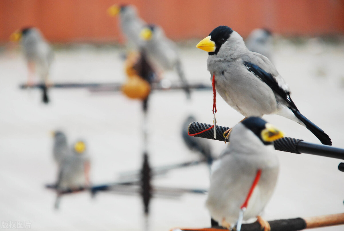 12岁少年鸟神,12岁天才少年懂鸟语