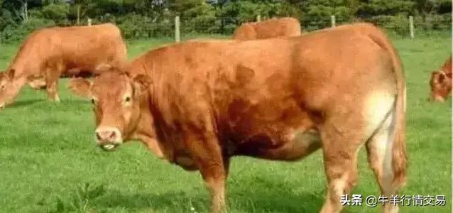 牛常见品种有哪些,牛的品种介绍及图片