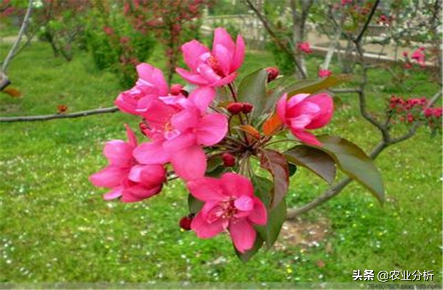 四季海棠种植方法,玫红四季海棠扦插种植