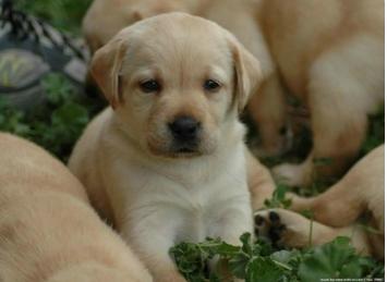 狗得了细小是什么症状怎么治,什么是细小有什么症状