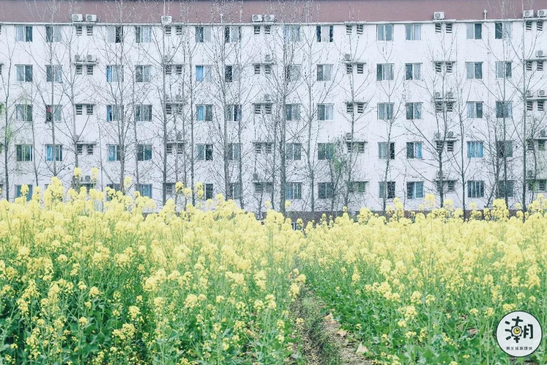 閿﹀煄鐨囧璐垫棌瀛﹂櫌,鎴愰兘閿﹀煄璐垫棌瀛﹂櫌