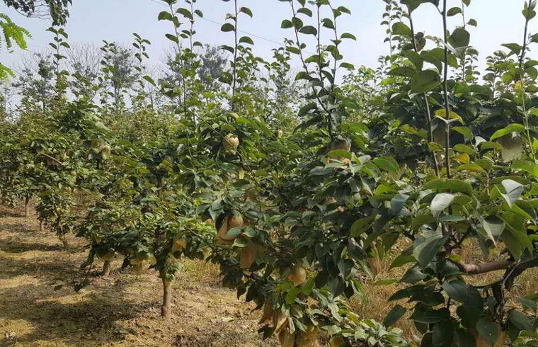 金蝉养殖致富之路,养殖金蝉一亩需要多少成本