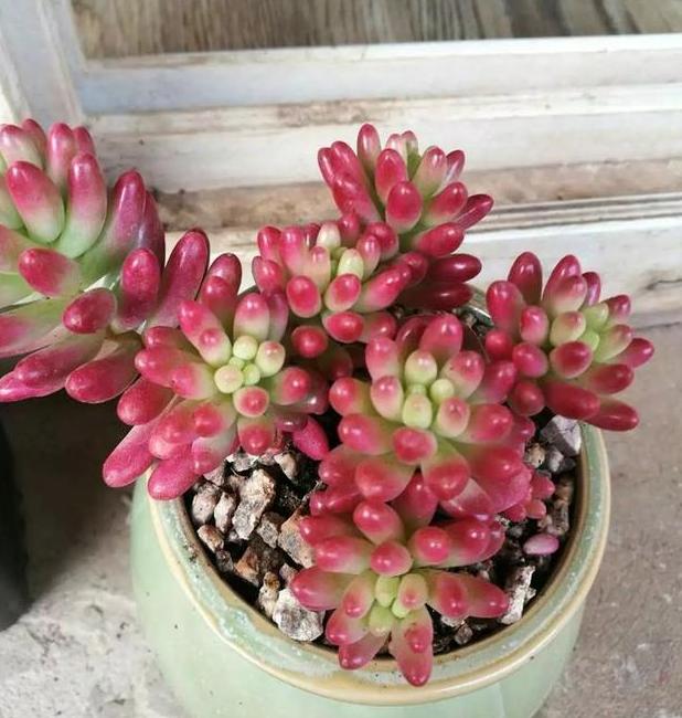 多肉虹之玉叶子变黄褶皱,多肉薄叶蓝鸟叶子褶皱