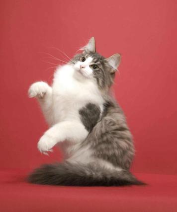 新手第1次养猫推荐猫品种,新手养猫选择哪些猫品种