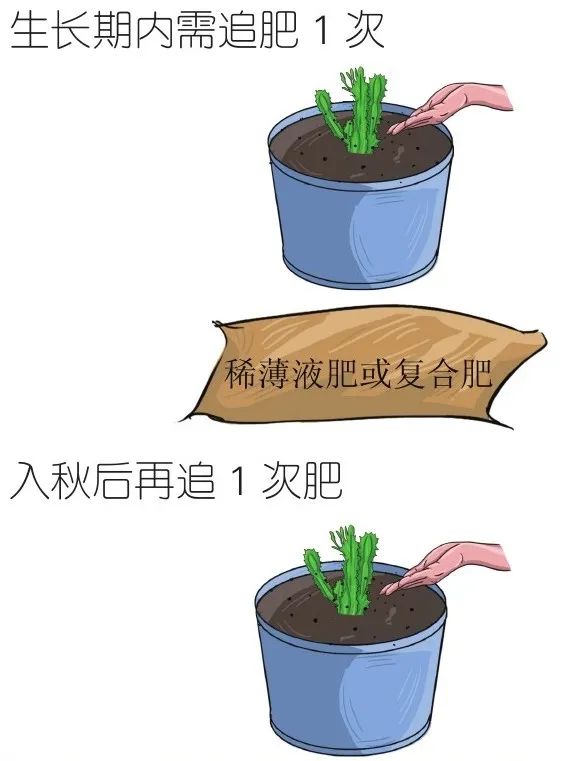 火龙果侧芽扦插繁殖方法,火龙果选取啥样的枝条扦插