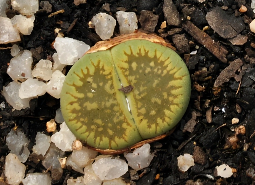 珍品生石花,绿宝石类生石花