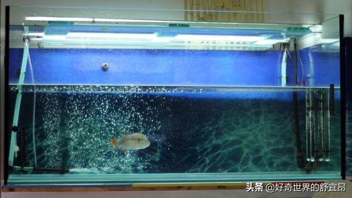 养鱼怎么建立硝化细菌,养鱼的硝化细菌怎么培养怎么维护