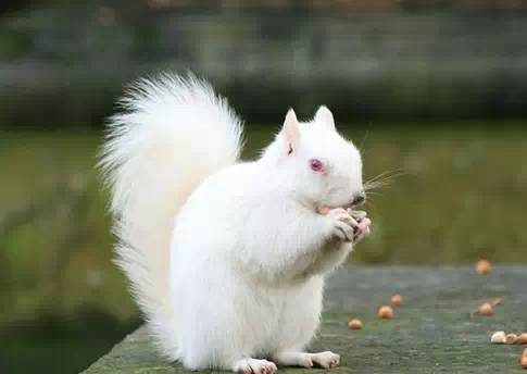 世界最罕见的十个杂交动物,不忍直视世界罕见的十大变异动物