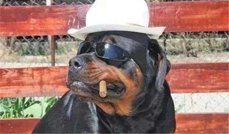 狗狗尾巴夹着什么原因,狗狗把尾巴咬紫了怎么办