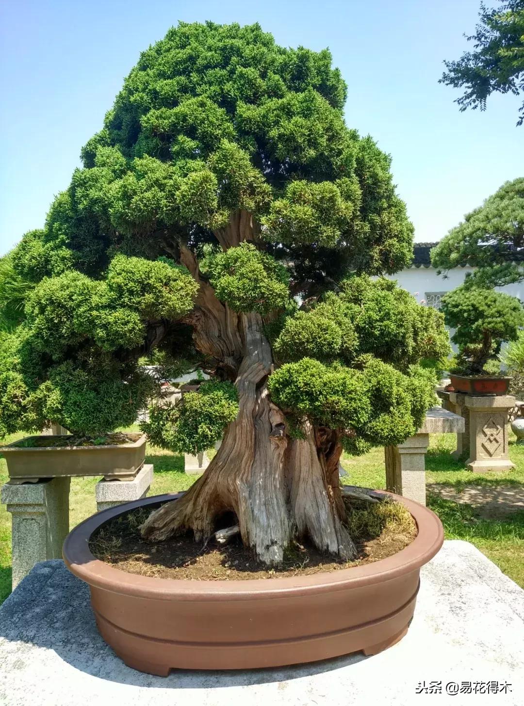 鬼斧神工的侧柏盆景图,鬼斧神工盆景效果图