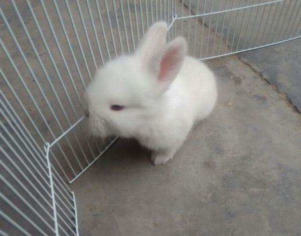 兔子喝水喝多了会怎么样,兔子喝多了水会怎么样