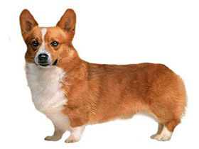 聪明的小宠物狗都有哪些品种,哪种宠物狗最聪明听话又好养