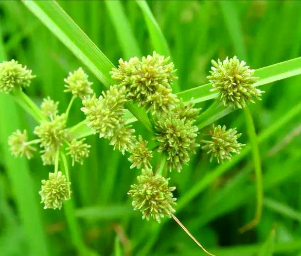 高效氟吡甲禾灵除草剂防治什么草,防治葎草的除草剂