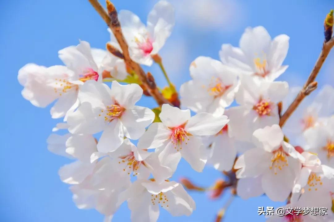 春天的成语和古诗句,有哪些是关于春天的成语