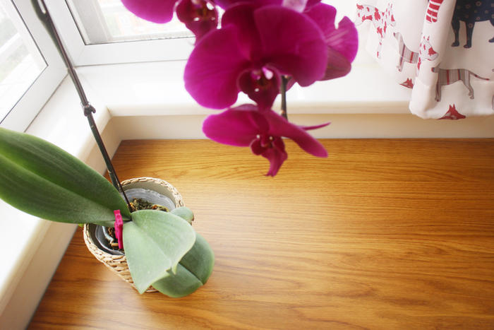 全屋柜子实木应该用哪种木头,实木定制柜子用什么木材好