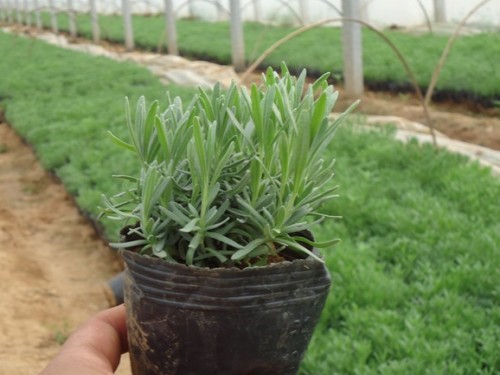 薰衣草播种育苗,薰衣草每亩播种多少