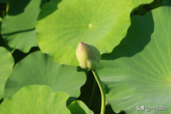 鲁西南方言杂谈-牙花