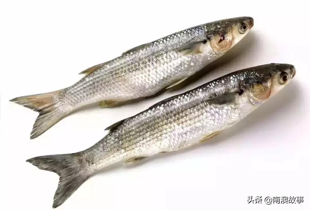 南澳渔民出海最常见的50种海鱼，都吃过，你就能退休了！