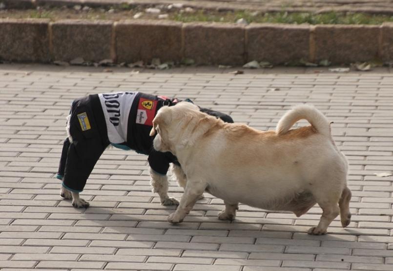 狗狗绝育大概多长时间会长胖,狗狗绝育后饮食怎么调理