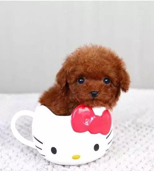 泰迪狗怎么训练视频教程大全,泰迪狗怎么训练捡球