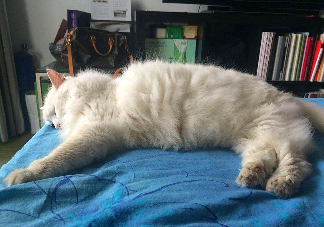 20块钱能买几只猫,20块钱买的猫