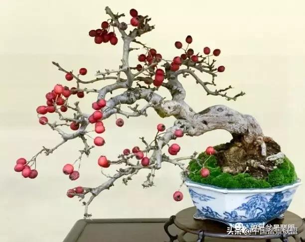 日本盆景巨匠木村正彦作品全程 (木村正彦盆景作品)