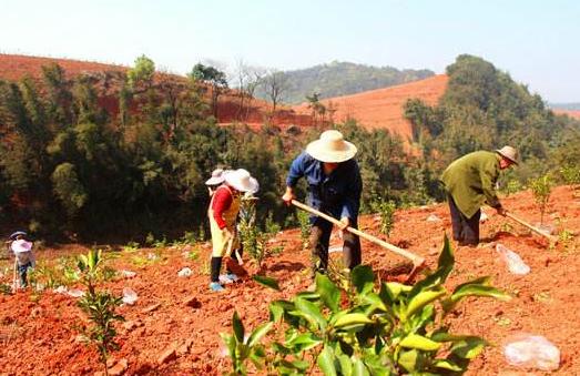 柑橘采摘园的建设标准,新手种植果树入门建议