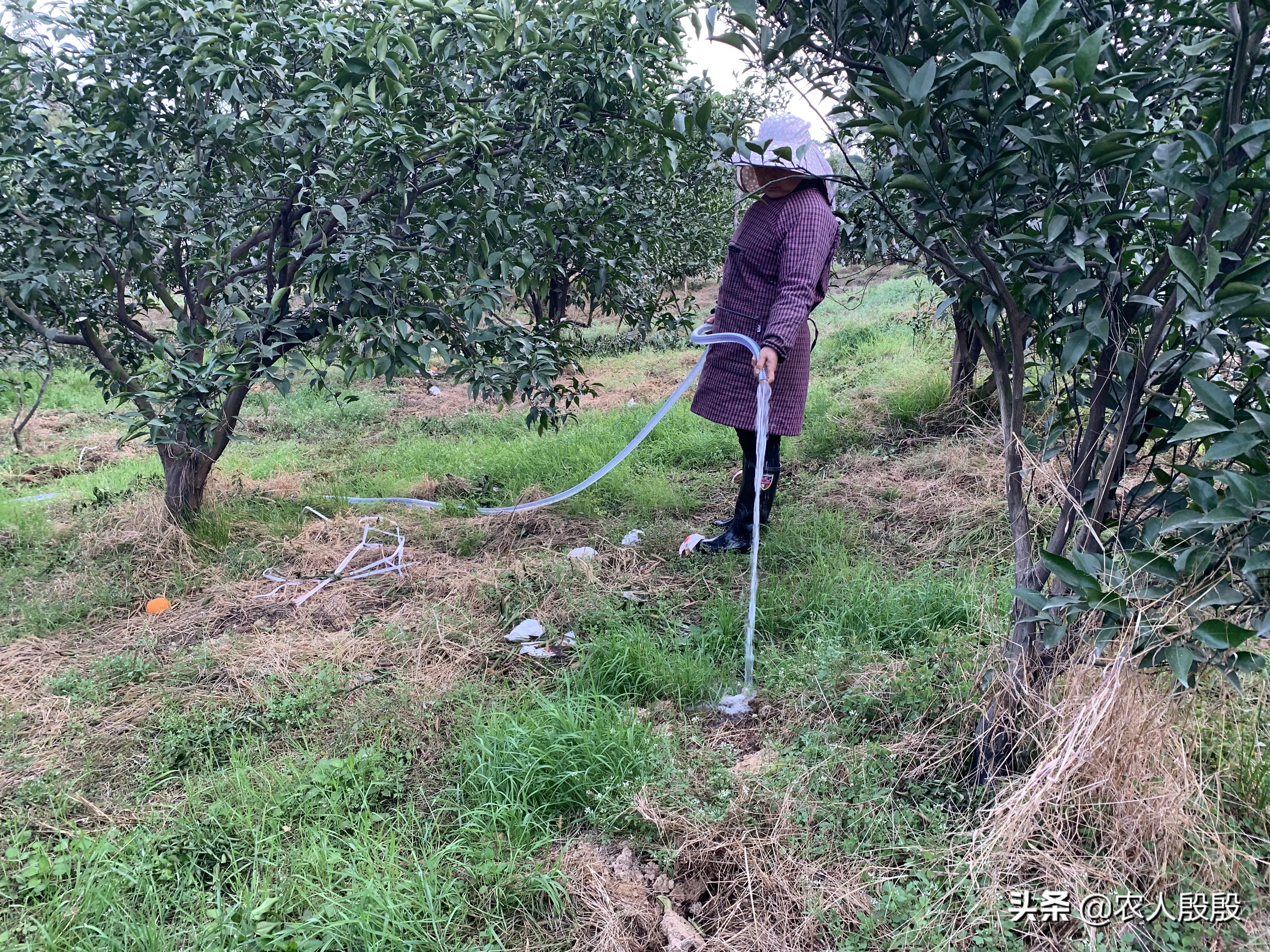 柑橘结完果怎么更新树枝,柑橘树如何留果