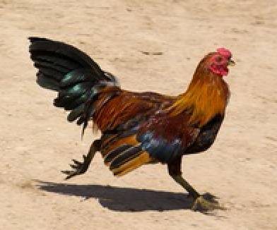 为什么鸡的脖子总是向后伸,为何鸡的膝盖向后弯