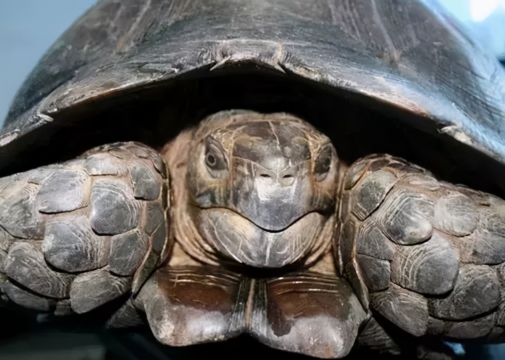 龟类大百科,大眼睛龟类