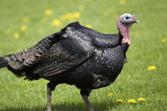 火鸡育雏养殖技术视频教程,火鸡难养