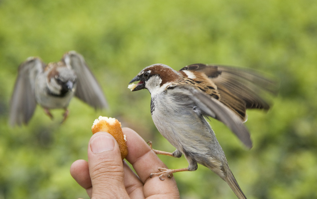 麻雀人工养殖是“坑”，还是难得“商机”？