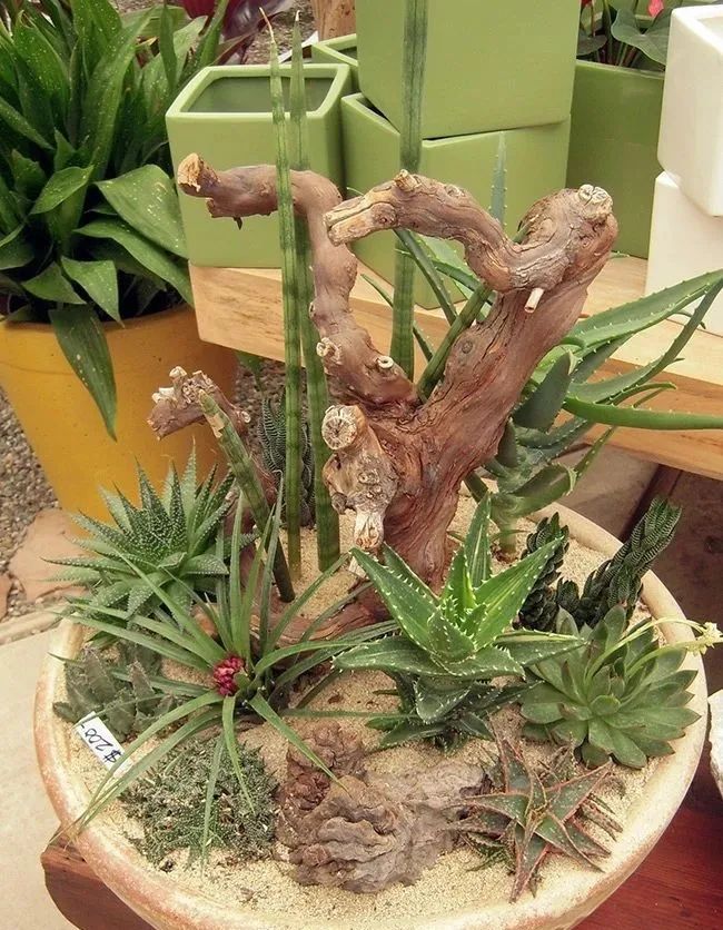 空气凤梨多肉,空气凤梨多肉植物养殖方法