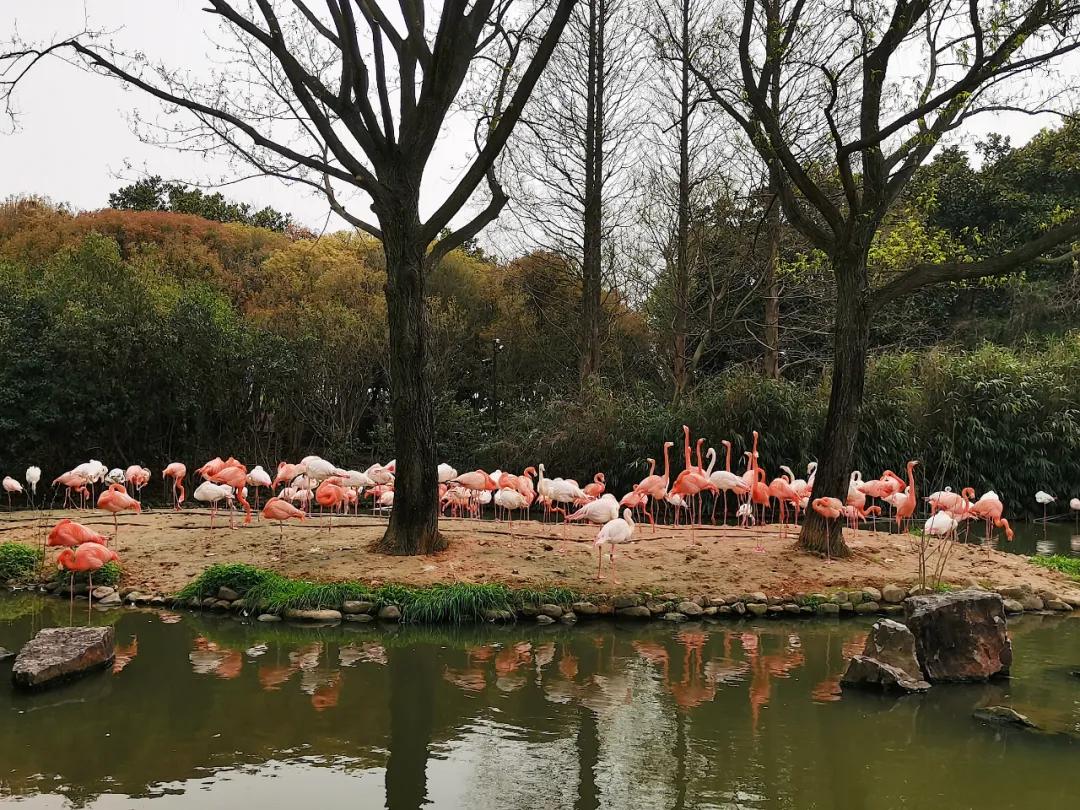 上海野生动物园儿童票标准,上海野生动物园门票价格表