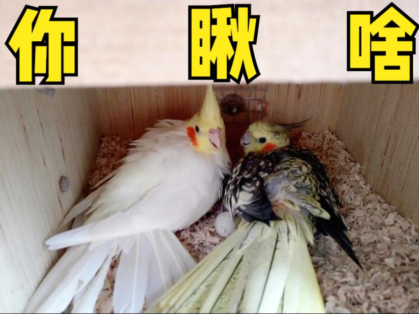 鹦鹉饲养方法和注意事项,鹦鹉饲养方法及注意事项