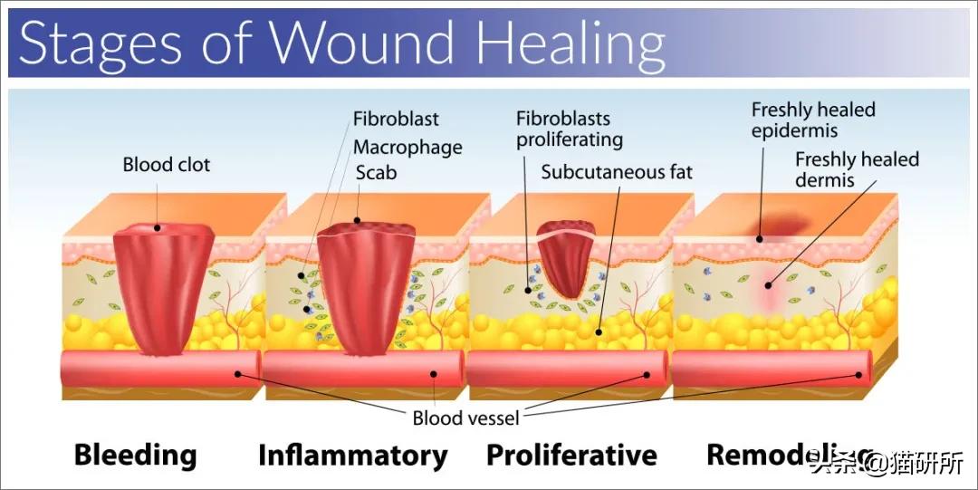 猫咪术后感染是什么表现,猫咪做完手术应激是怎么造成的