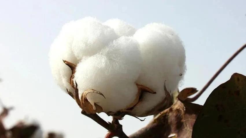 美国东不成西不就，现在又跟“*疆新**棉”杠上了？