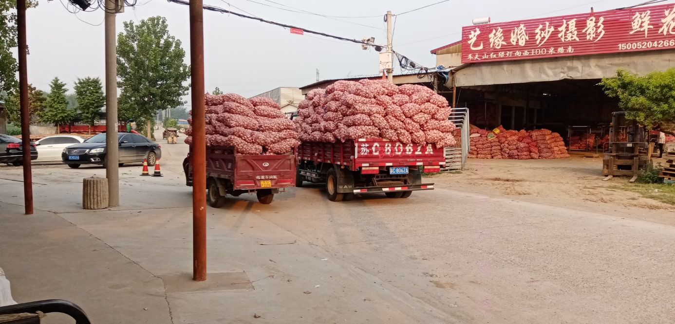 又跌！6.29江苏邳州大蒜价格